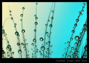 Feather Drops with Blue.jpg